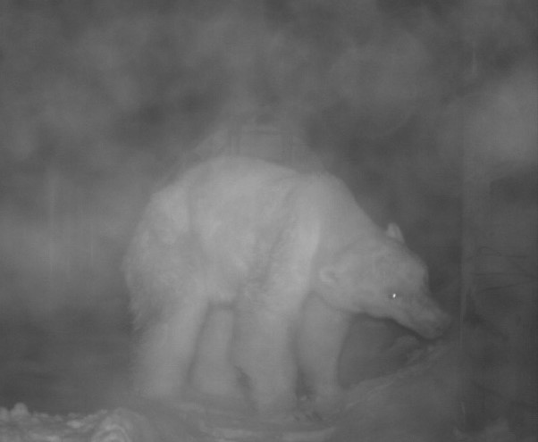 A motion-triggered trail camera installed by Dr. Douglas Clark (PhD) and his colleagues captured this image of a malnourished polar bear. (Photo: D. Clark)